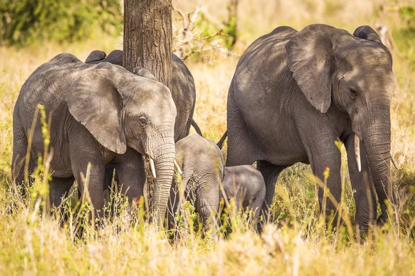 Sloni v Africe Serengeti jíst trávu — Stock fotografie