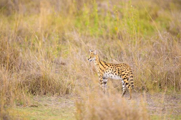 Wild serval looking after prey in Serengeti — Stock Photo, Image