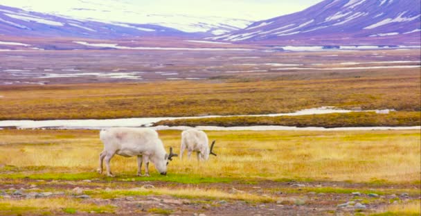 Rentiere fressen Gras in der Ebene auf Spitzbergen — Stockvideo