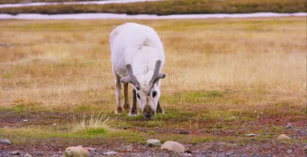 Close-up van rendieren eten gras in de Arctische natuur — Stockvideo