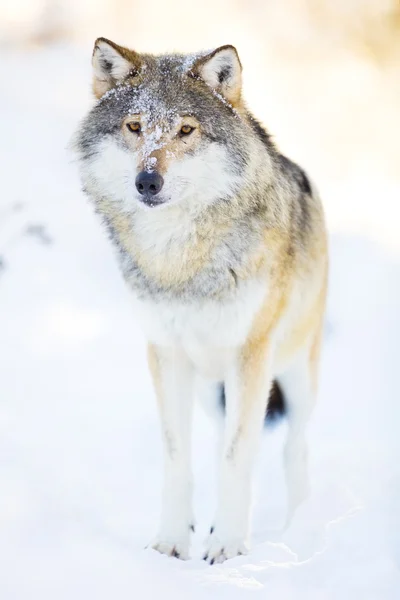 Λύκος στέκεται στο πανέμορφο τοπίο το χειμώνα — Φωτογραφία Αρχείου