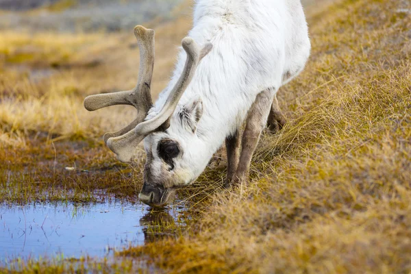 Крупный план питьевой воды северных оленей в Арктике — стоковое фото