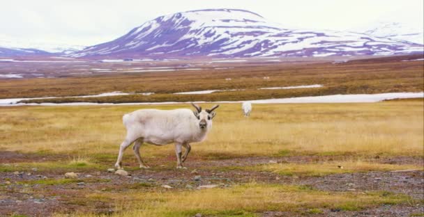 Svalbard kutup manzara reindeers — Stok video