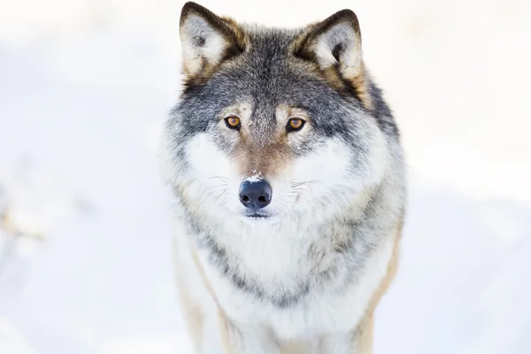 Wolf áll a gyönyörű téli erdő — Stock Fotó