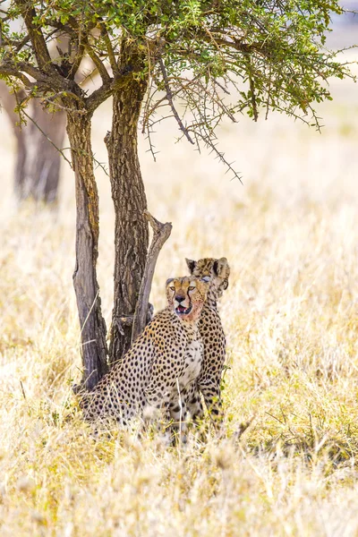 Dos guepardos descansan bajo el árbol después de la comida en Serengeti — Foto de Stock