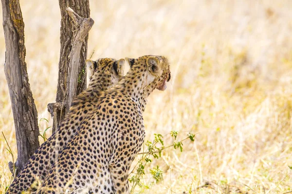 Duas chitas descansam debaixo da árvore após a refeição em Serengeti — Fotografia de Stock