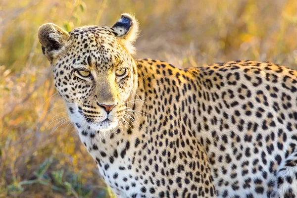 Afryki leopard na wielkie równiny serengeti — Zdjęcie stockowe