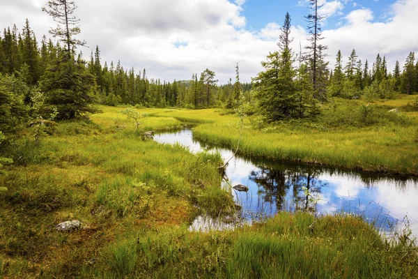 Bosque salvaje y arroyo en las altas montañas de Noruega —  Fotos de Stock