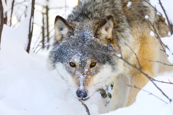 冬の森で野生の目を持つオオカミのクローズ アップ — ストック写真