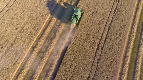 Volar sobre cosechadora cosechadora en el campo de granos orgánicos en una granja — Vídeos de Stock