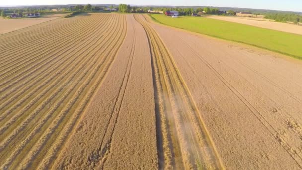 Latające nad Kombajn zbożowy o organicznych grainfield na farmie — Wideo stockowe