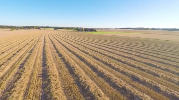 Полет над органическими зерновыми полями после сбора урожая на ферме — стоковое видео