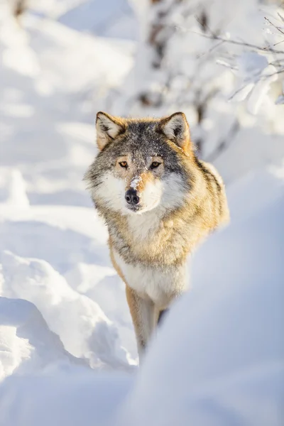 Lobo se encuentra en hermoso bosque de invierno —  Fotos de Stock