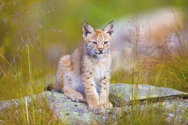 Bonito filhote de lince sentado na grama — Fotografia de Stock