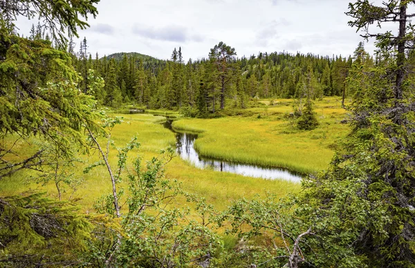 Green and untouched forest in the high moutains of Norway Royalty Free Stock Images