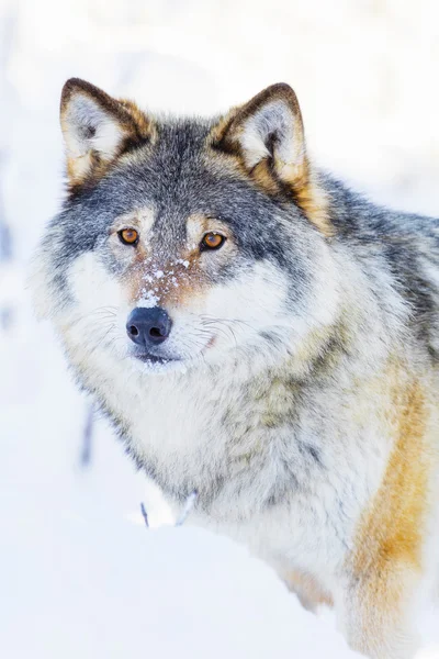 美しい冬の風景に立っているオオカミ — ストック写真