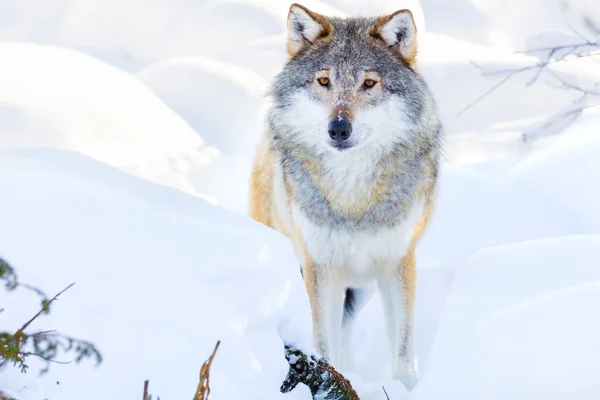 Волк стоит в красивом зимнем лесу — стоковое фото