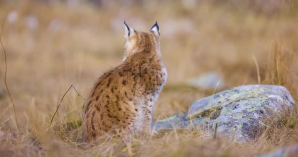 Close-up of a beautiful eurasian lynx cub sitting on a rock in the forest — Stock Video