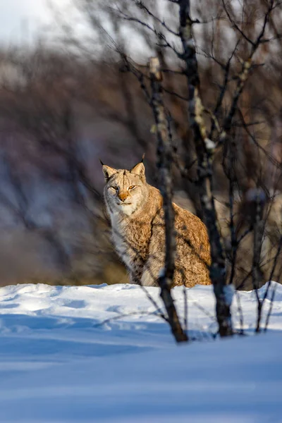 Alarmierter Luchs sitzt auf Schnee an kahlen Bäumen in der Natur — Stockfoto