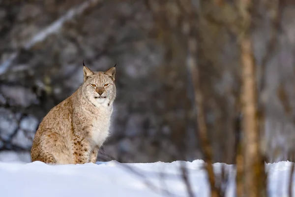 Retrato de lince eurasiático sobre nieve en la naturaleza — Foto de Stock