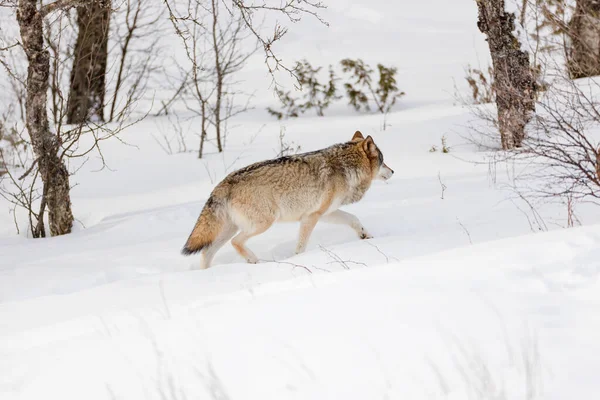 Lobo peludo caminando por árboles desnudos en la nieve — Foto de Stock