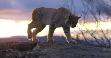 Avrasyalı vaşak güzel bir akşam ışığında bir dağda yürüyor.