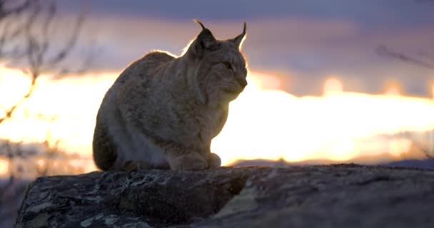 Lince eurasiático sentado en una roca de montaña en la hermosa luz de la noche — Vídeo de stock