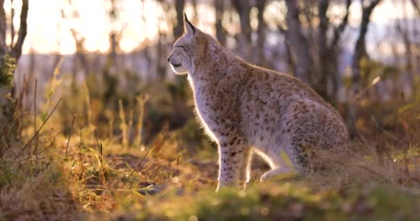 Eurasian lynx sits in the grass on forest ground in the golden hour light — Stock Video