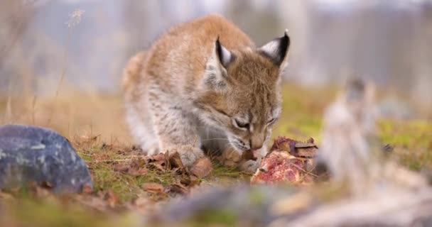 Närbild av en vacker eurasiska lodjur unge äta kött i skogen — Stockvideo