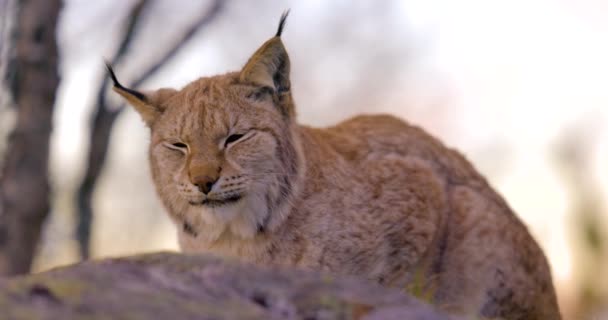 Close-up of a Eurasian lynx lying on a rock in forest looking for prey — Stock Video