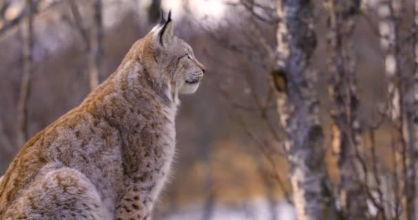 Close-up of a alert eurasian lynx sitting on a rock in forest looking for prey — Stock video