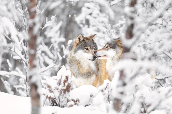 Zwei wunderschöne Wölfe im Wald an einem schneereichen Wintertag — Stockfoto