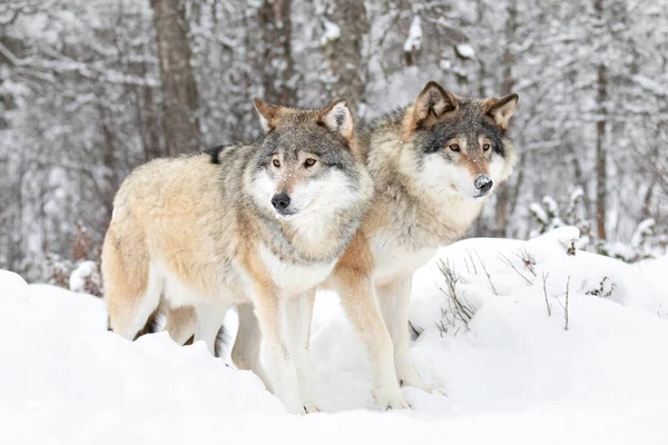 Twee prachtige wolven in koud besneeuwd winterlandschap — Stockfoto