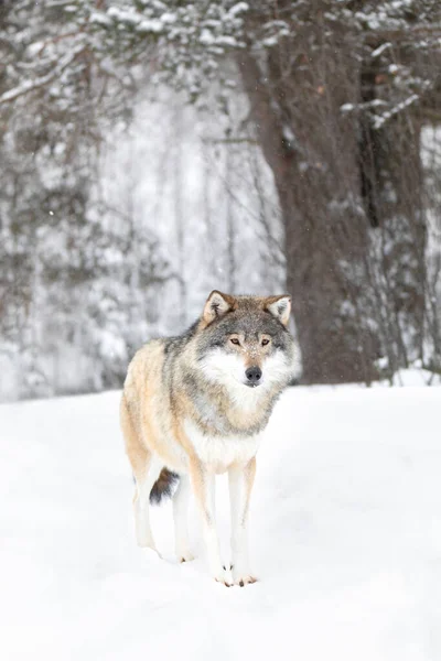 Mooie wolf die in de sneeuw staat in prachtig sprookjesachtig koud winterbos — Stockfoto