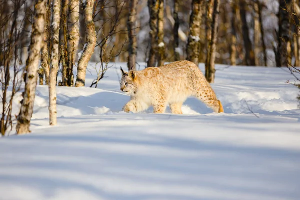 Eurasian lynx walking on snow by bare trees — Stock fotografie