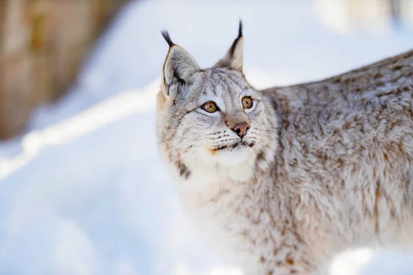 Detailní záběr Lynx odvracející pohled v přírodě — Stock fotografie