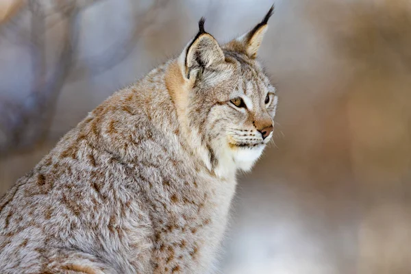 Gros plan de lynx brun à fourrure alerte regardant ailleurs — Photo