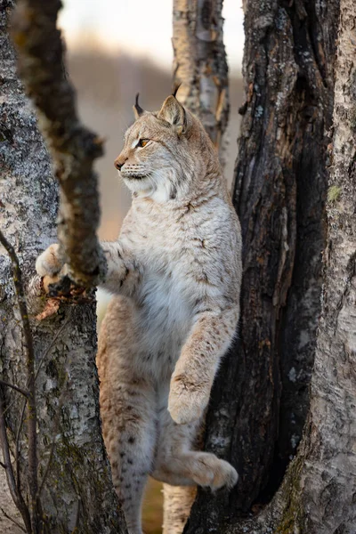 Eurasischer Luchs klettert in einem Baum im Wald — Stockfoto