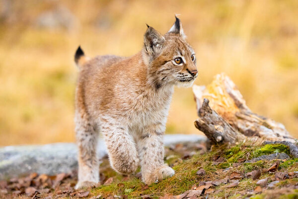 Close-up of a beautiful eurasian lynx cub walking in the forest