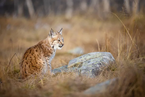 Close-up of a beautiful eurasian lynx cub sitting in the forest — Stock Photo, Image