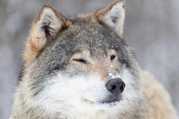 Zaostřený vlk stojí v krásném a velmi chladném zimním lese — Stock fotografie