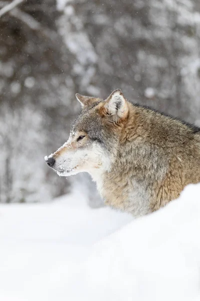 Close-up of focused alpha male wolf in the snow in beautiful winter forest — Stock Photo, Image