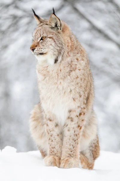 Nära porträtt av vacker lodjur katt i vintern snö — Stockfoto