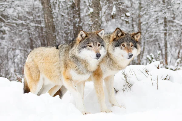 Twee prachtige wolven in koud besneeuwd winterbos — Stockfoto