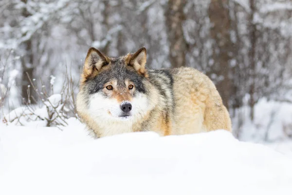 Mooie wolf die in de sneeuw staat in prachtig winterbos — Stockfoto