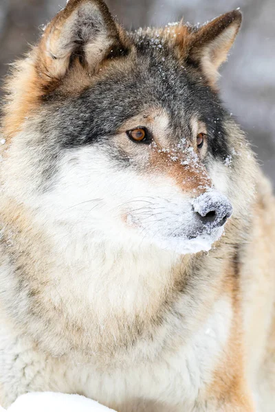 站在美丽寒冷的冬季森林里的狼的特写 — 图库照片