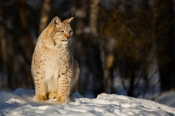 Lynx regardant ailleurs assis sur la neige pendant la journée ensoleillée — Photo