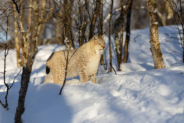 Waarschuw Euraziatische lynx die wegkijkt op sneeuw temidden van kale bomen — Stockfoto