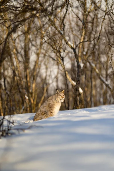 린치 는 자연 속의 눈 위에 앉아 있는 동안 시선을 돌리고 있다 — 스톡 사진