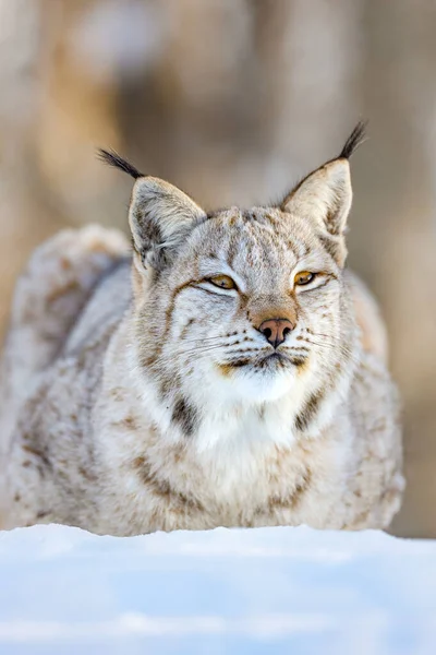 Gros plan de lynx brun alerte se relaxant sur la neige — Photo